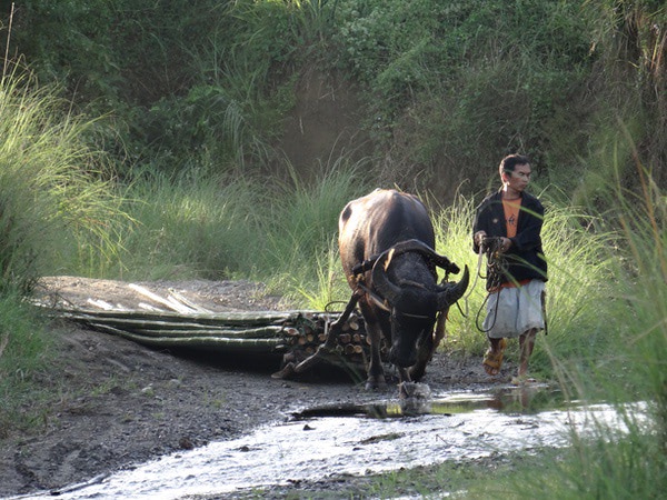 They mostly do manual farm labor, still working with the traditional "Carabao" instead of machinery