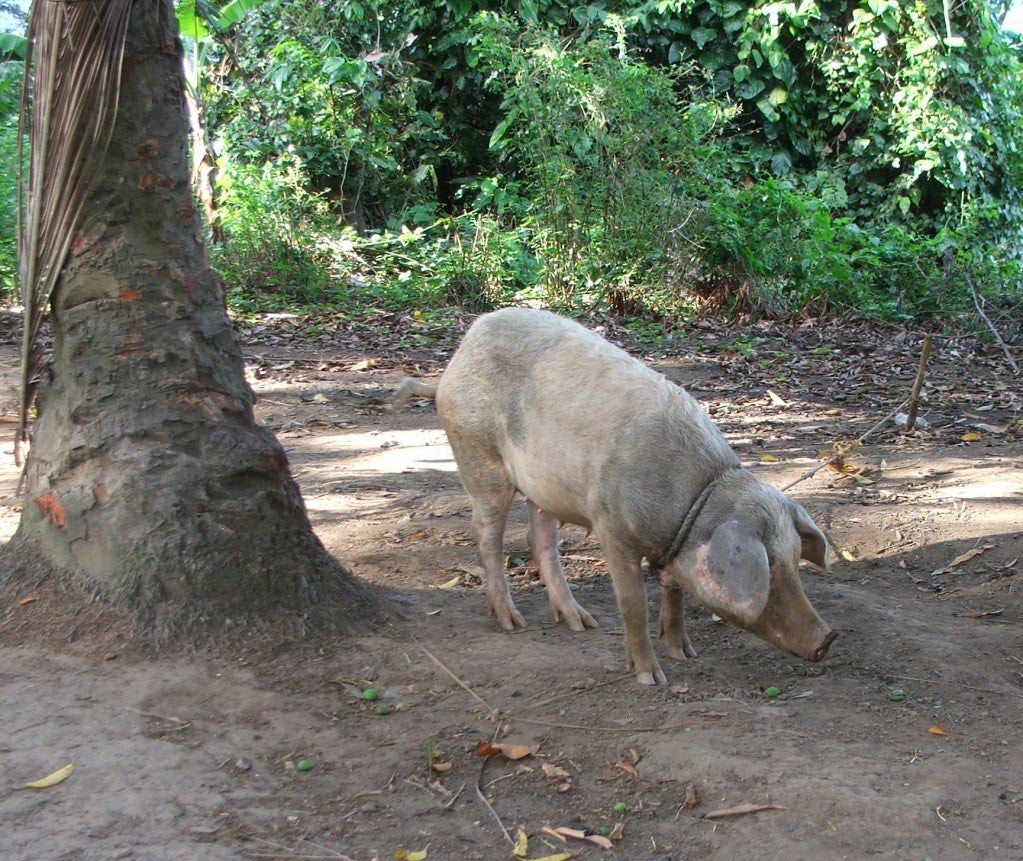 pig beside cocnut tree