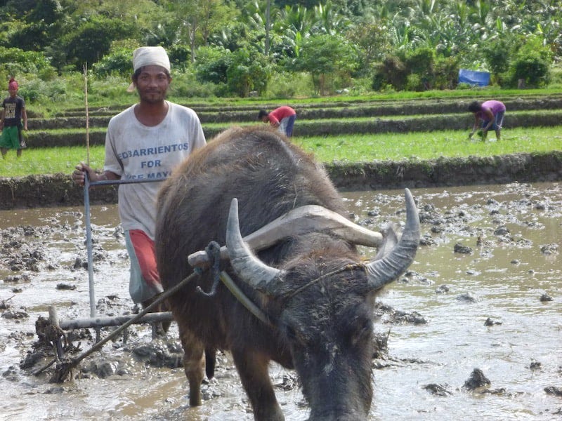 Native with buffalo